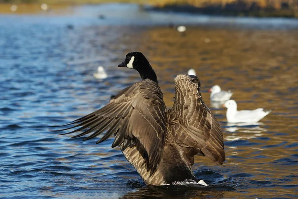 Canada Goose, Branta canadensis — Stock Photo, Image