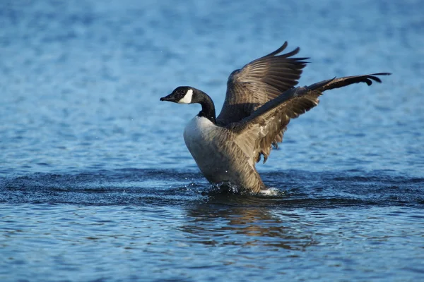 加拿大鹅，Branta canadensis — 图库照片