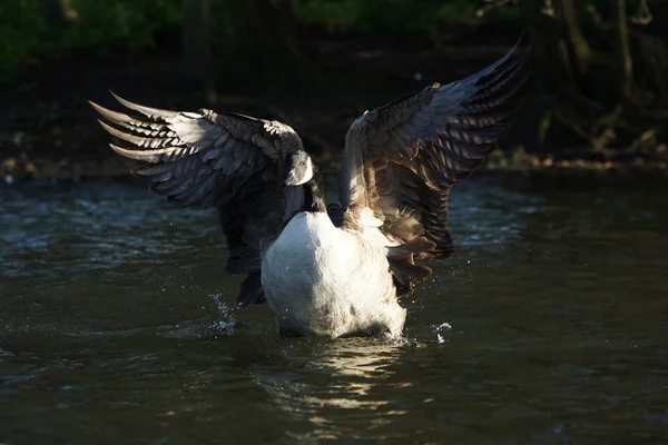 Ganso do Canadá, Branta canadensis — Fotografia de Stock