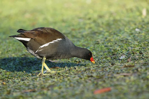 Moorhen, Gallinula chloropus — Stock Photo, Image