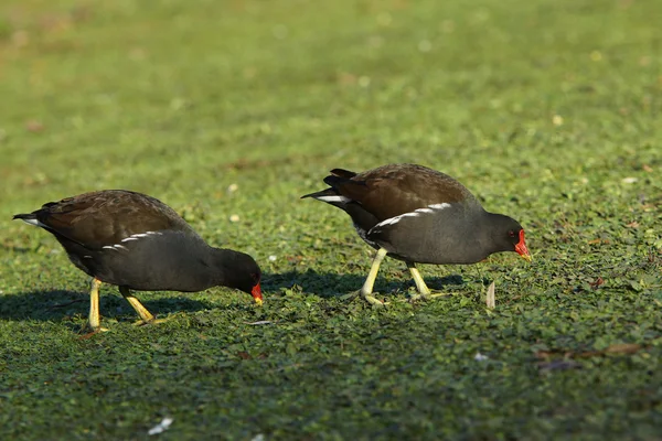 Moorhen, Gallinula chloropus — Stock Photo, Image