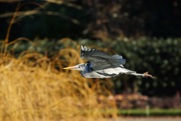 Czapla szara, Ardea cinerea — Zdjęcie stockowe