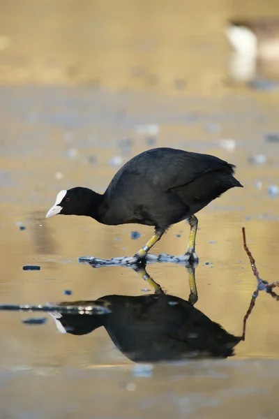 Eurásia Coot, Coot, Fulica atra — Fotografia de Stock