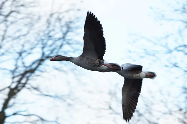 Ganso de Greylag, Anser anser —  Fotos de Stock