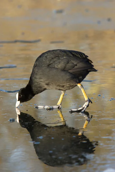 Eurásia Coot, Coot, Fulica atra — Fotografia de Stock