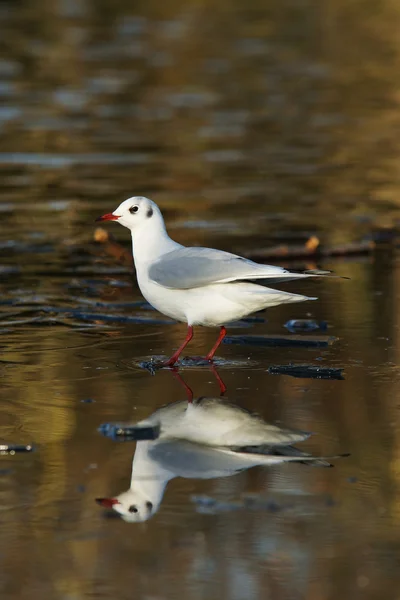 Black-headed Gull, Chroicocephalus ridibundus — Stock Photo, Image