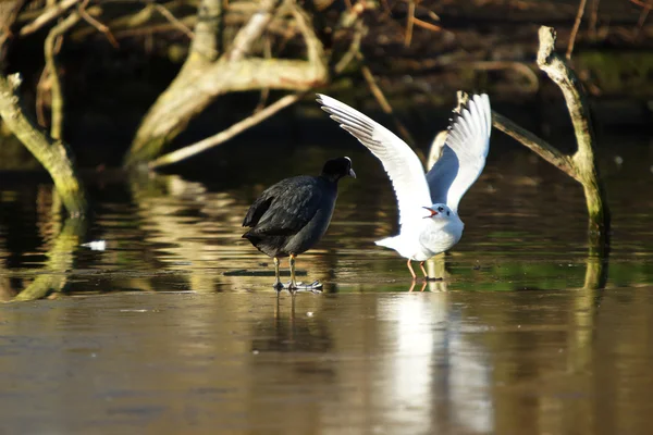 Mouette à tête noire, Chroicocephalus ridibundus — Photo