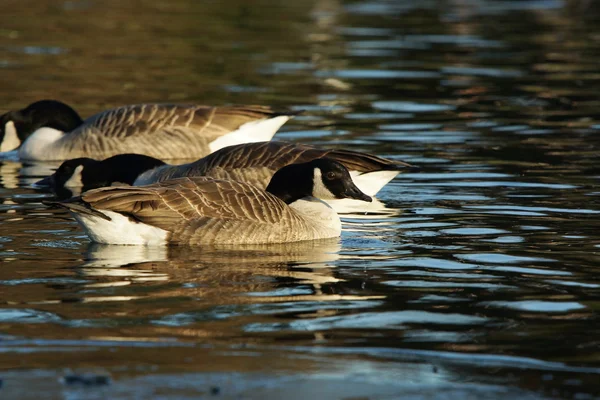 Gęś kanadyjska, Branta canadensis — Zdjęcie stockowe