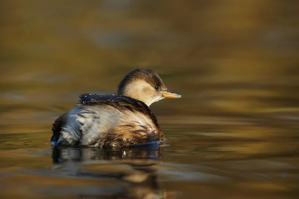 Pequeño sebo, Tachybaptus ruficollis — Foto de Stock