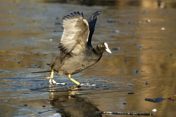 Eurasian Coot, Coot, Fulica — Fotografie, imagine de stoc