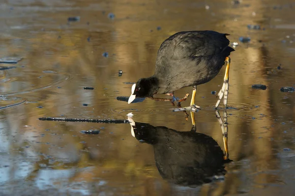 Eurasian Coot, Coot, Fulica — Fotografie, imagine de stoc