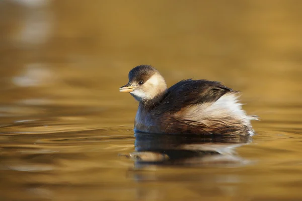 Pequeno grebe, Tachybaptus ruficollis — Fotografia de Stock