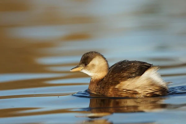 Małego grebe, Taachybaptus ruficollis — Zdjęcie stockowe