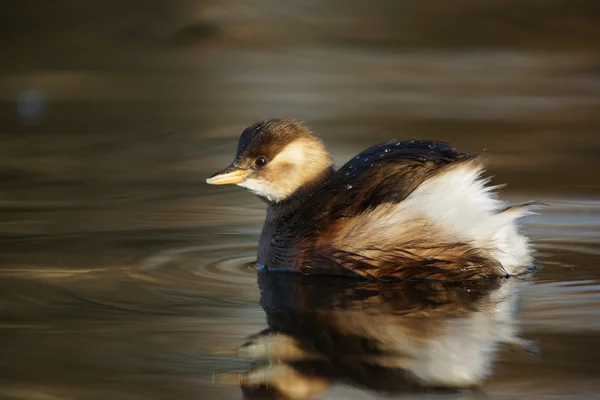 Małego grebe, Taachybaptus ruficollis — Zdjęcie stockowe