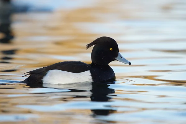 Büschelente, Aythya fuligula — Stockfoto