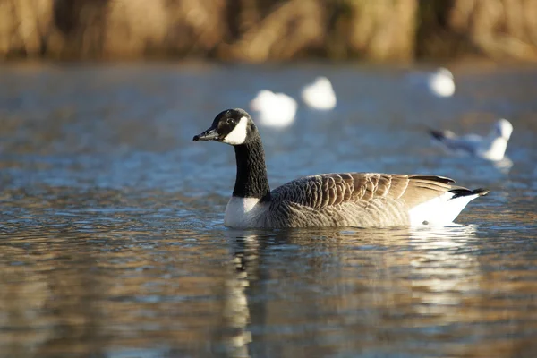 Ganso de Canadá, Branta canadensis — Foto de Stock