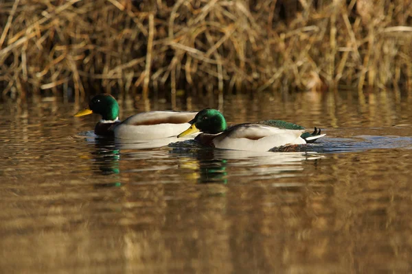 Stockente, Anas platyrhynchos — Stockfoto