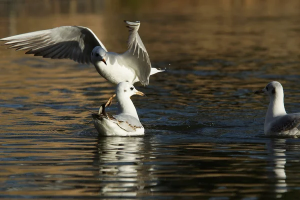 Skrattmås, Larus ridibundus — Stockfoto