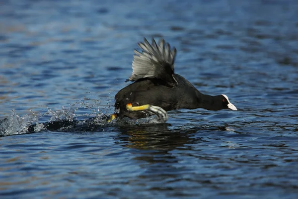 ユーラシアの coot、オオバン、アフリカマイマイ atra — ストック写真