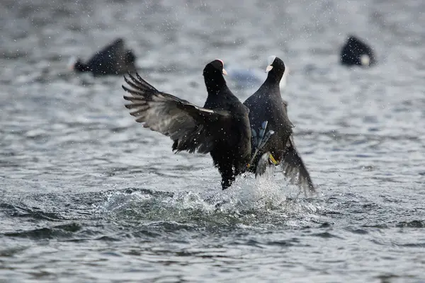 Avrasya coot, Sakarmeke, fulica atra — Stok fotoğraf