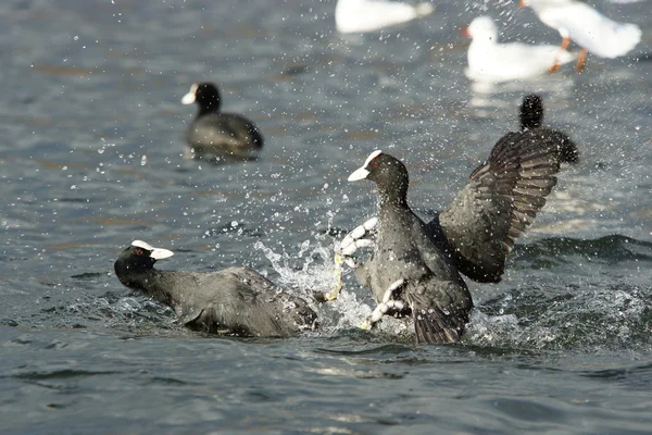 Eurásia Coot, Coot, Fulica atra — Fotografia de Stock