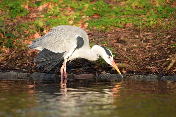 Graureiher, Ardea cinerea — Stockfoto