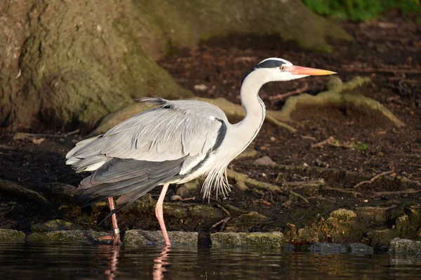 Czapla szara, Ardea cinerea — Zdjęcie stockowe