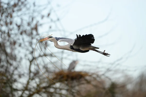 Graureiher, Ardea cinerea — Stockfoto