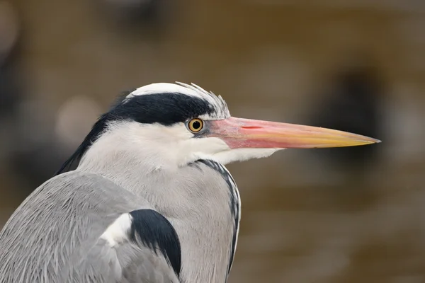 Heron gri, ardea cinerea — Fotografie, imagine de stoc