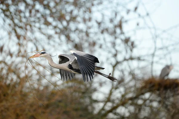 Garça cinzenta, Ardea cinerea — Fotografia de Stock