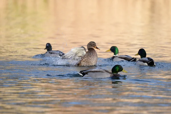 Gräsand anas platyrhynchos — Stockfoto