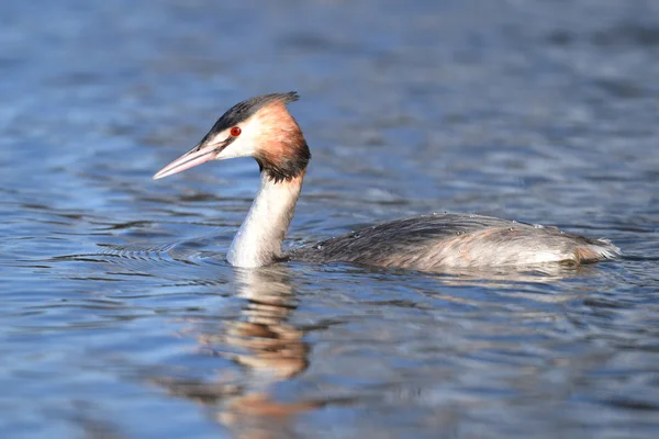 Haubentaucher, Podiceps cristatus — Stockfoto