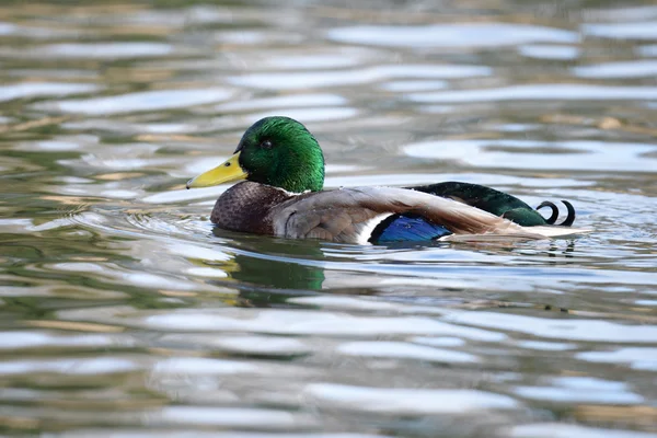 Wilde eend, anas platyrhynchos — Stockfoto