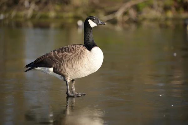 Canada oca, Branta canadensis — Foto Stock