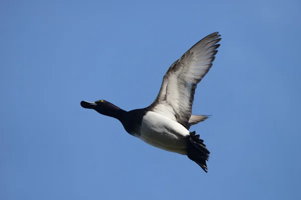 Pato tufado, Aythya fuligula — Fotografia de Stock