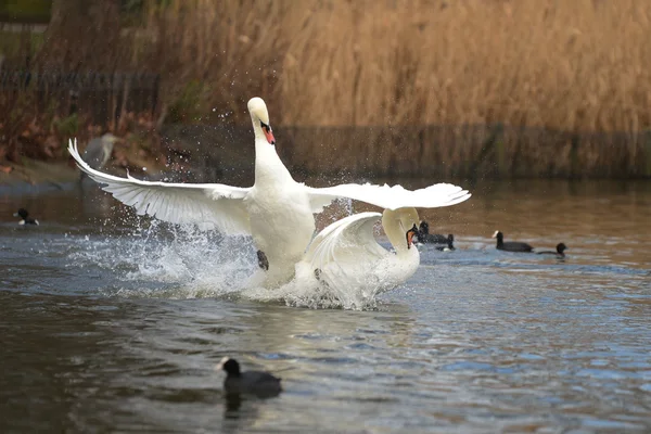 Cisne mudo, Cygnus olor —  Fotos de Stock