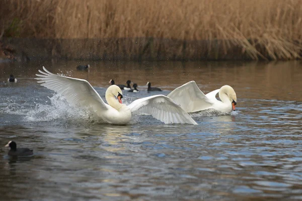 Cisne mudo, cygnus olor — Fotografia de Stock