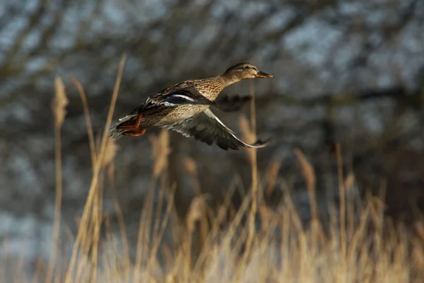 Mallard og Anas platyrhynchos - Stock-foto