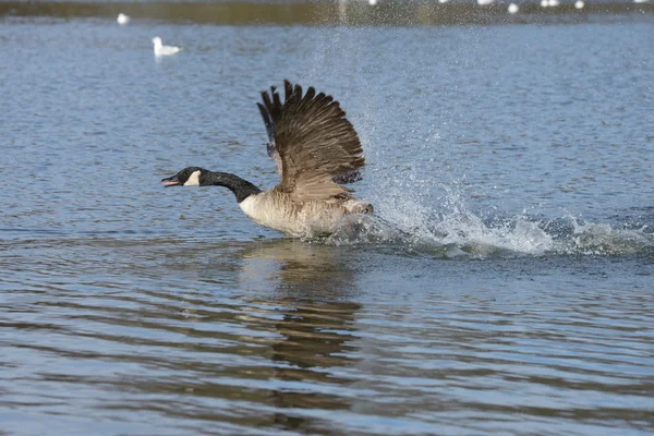 Canada Goose, Branta canadensis — Stock Photo, Image