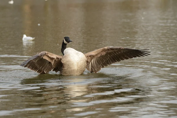 Canada Goose, Branta canadensis — Stock Photo, Image