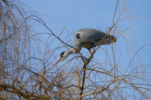 Grey Heron, Ardea cinerea — Stock Photo, Image