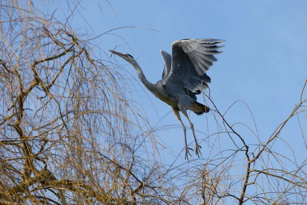 Czapla szara, Ardea cinerea — Zdjęcie stockowe