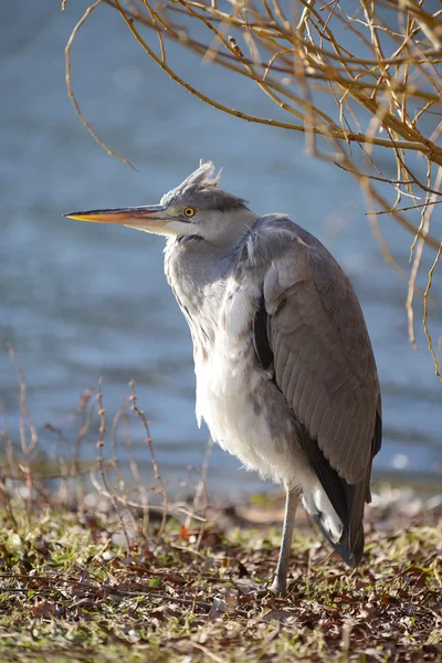 Czapla szara, Ardea cinerea — Zdjęcie stockowe