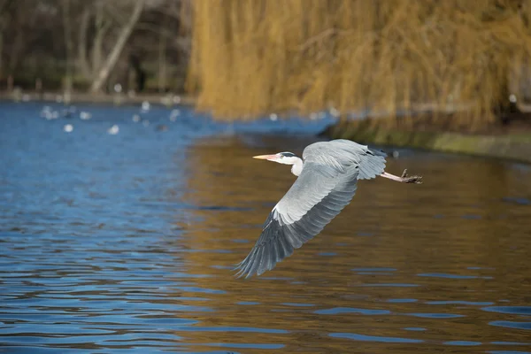 Garza gris, Ardea cinerea — Foto de Stock