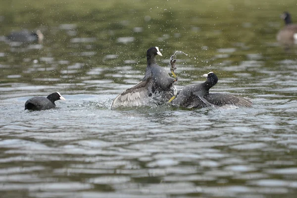 Eurasie Coot, Coot, Fulica atra — Photo