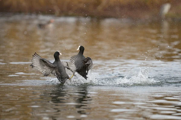 ユーラシアの coot、オオバン、アフリカマイマイ atra — ストック写真