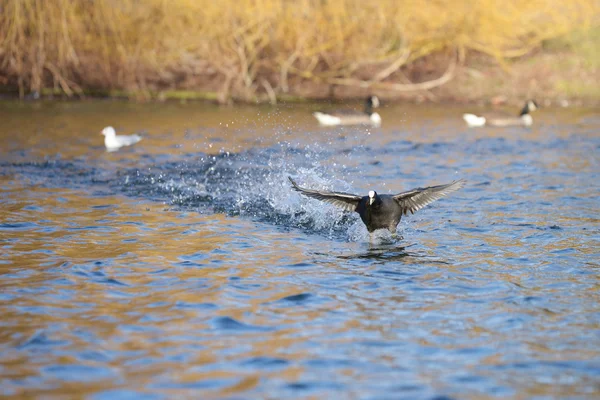 Euraziatische coot Meerkoet, fulica atra — Stockfoto