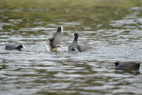 Eurasian Coot, Coot, Fulica atra — Stock Photo, Image