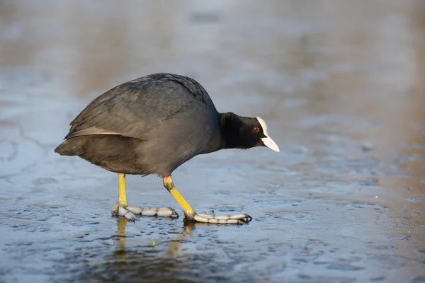 Eurasian Coot, Coot, Fulica atra — Stock Photo, Image