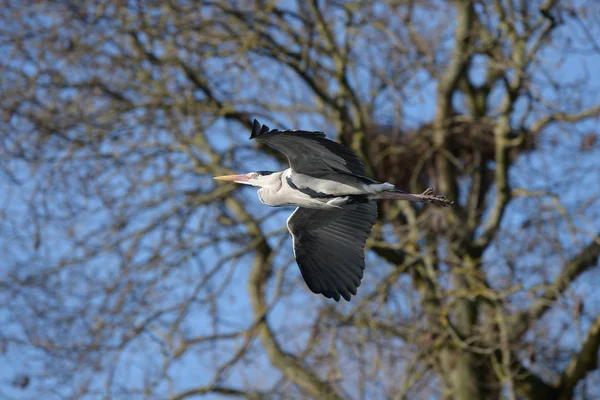 Garça cinzenta, Ardea cinerea — Fotografia de Stock